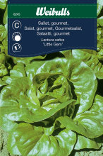 Salat, gourmet 'Little Gem'